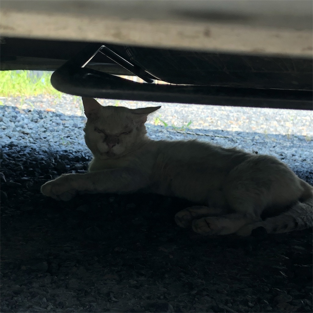 f:id:annesea:20180715234535j:image f:id:annesea:20180715234535j:image