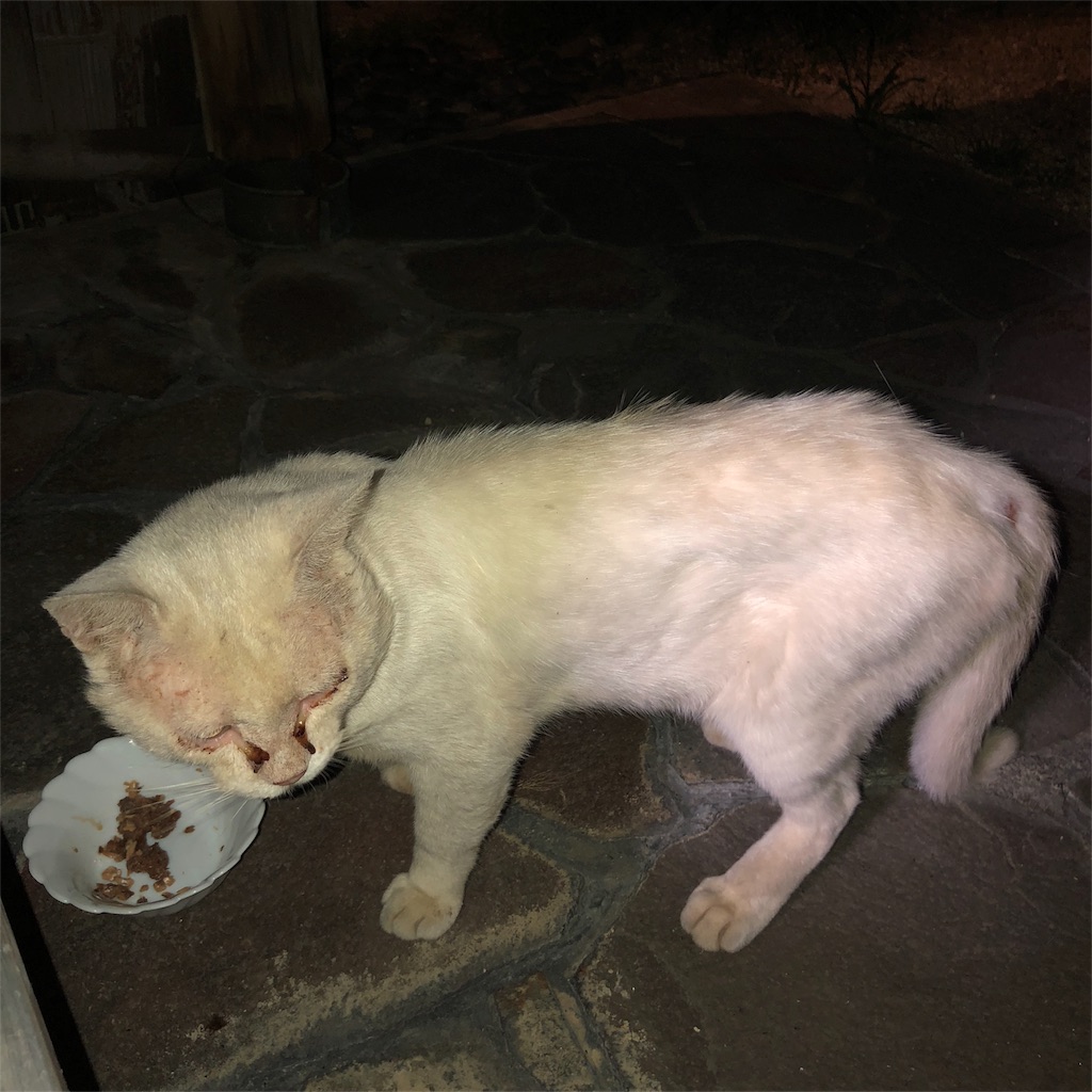 f:id:annesea:20180721230736j:image f:id:annesea:20180721230736j:image