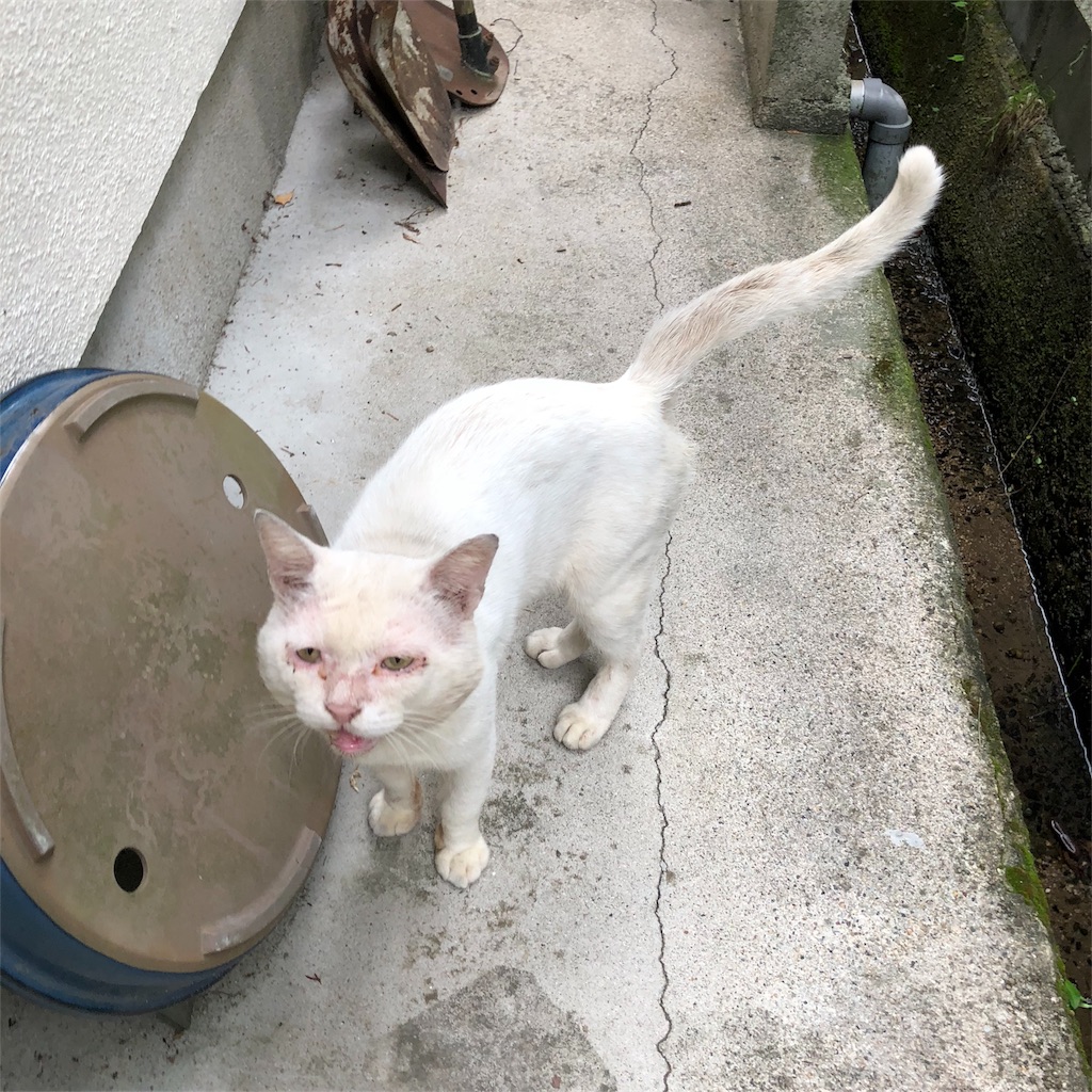 f:id:annesea:20180906233141j:image