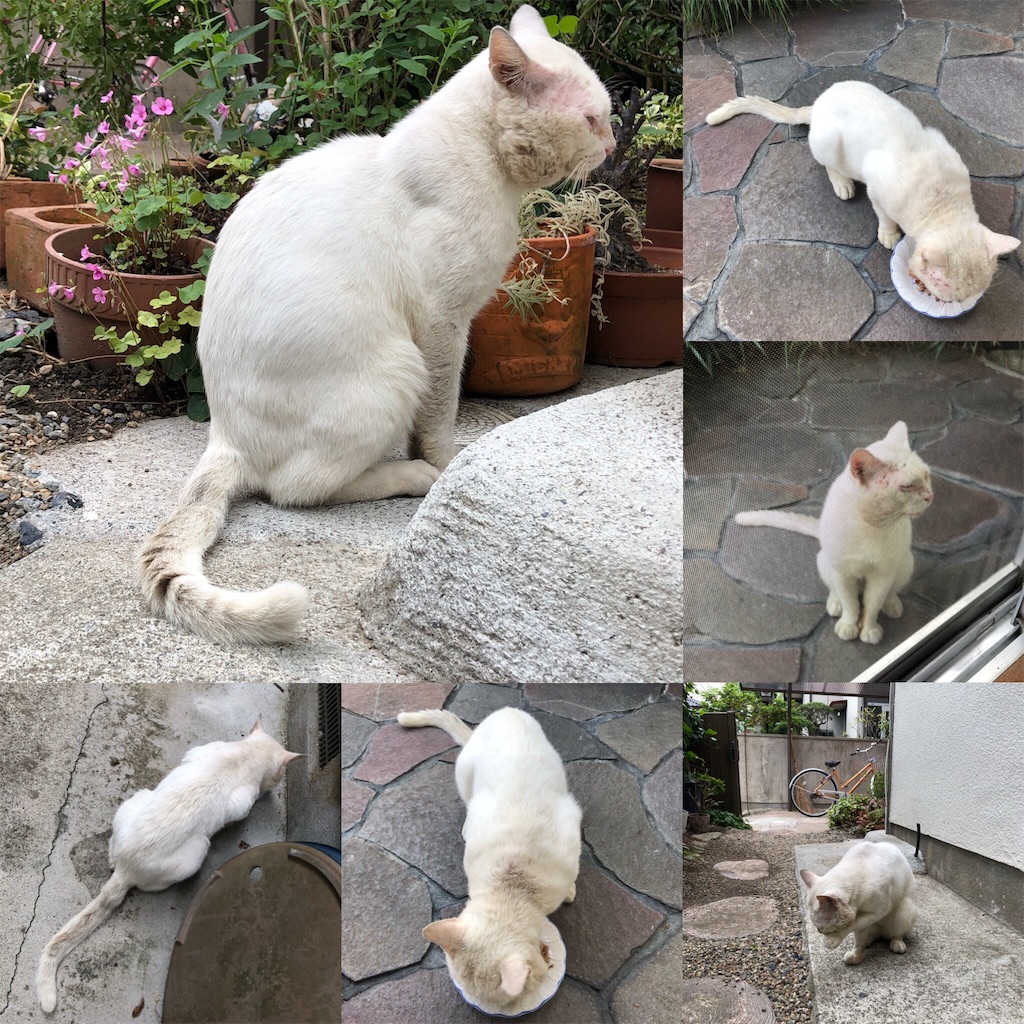f:id:annesea:20180906233731j:image