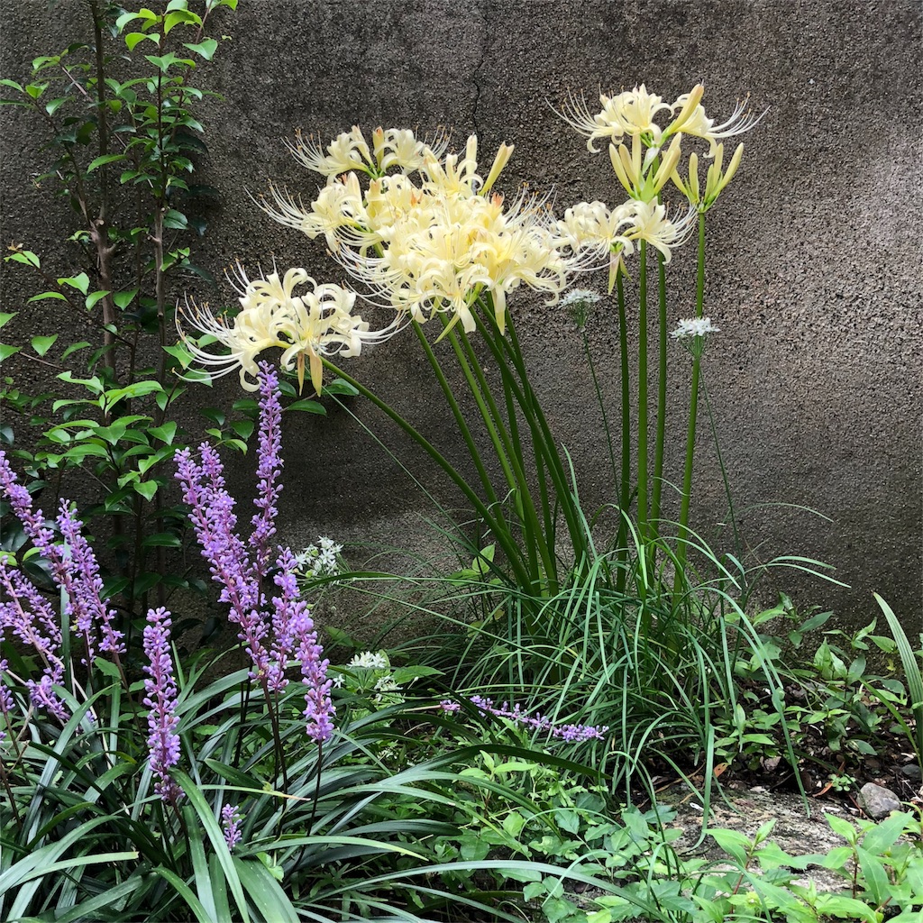 f:id:annesea:20180916230726j:image