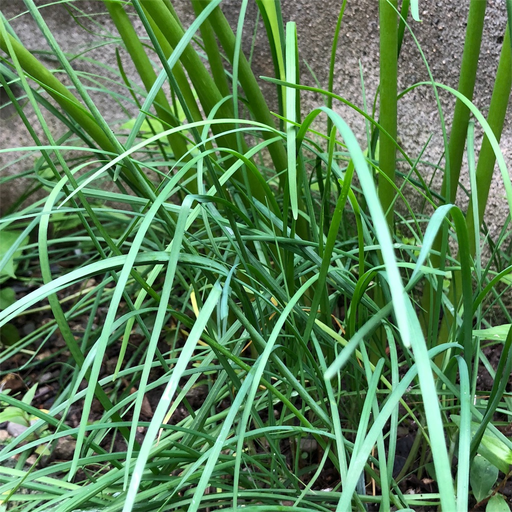 f:id:annesea:20180916230825j:image