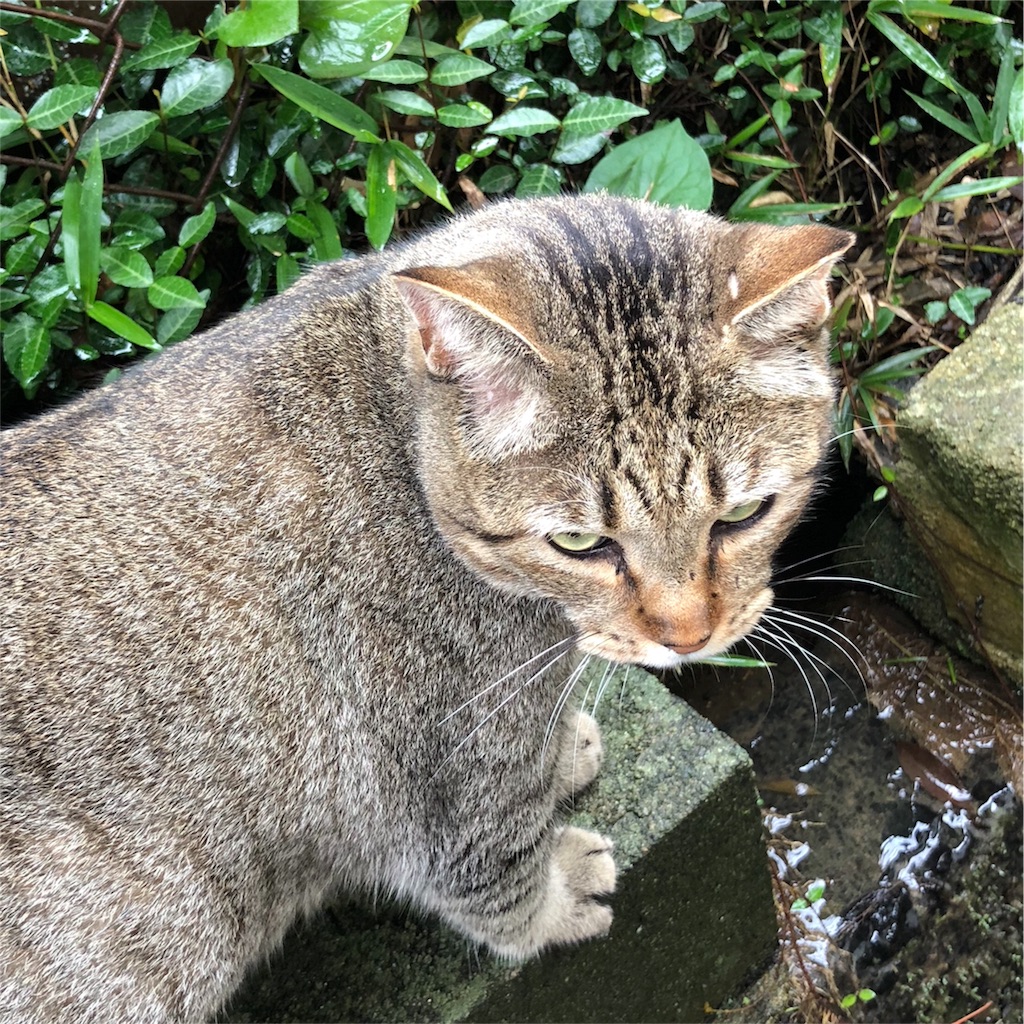f:id:annesea:20180921174321j:image