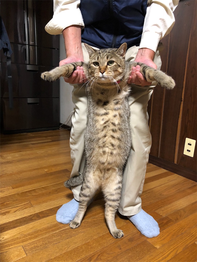 f:id:annesea:20181008223106j:image f:id:annesea:20181008223106j:image