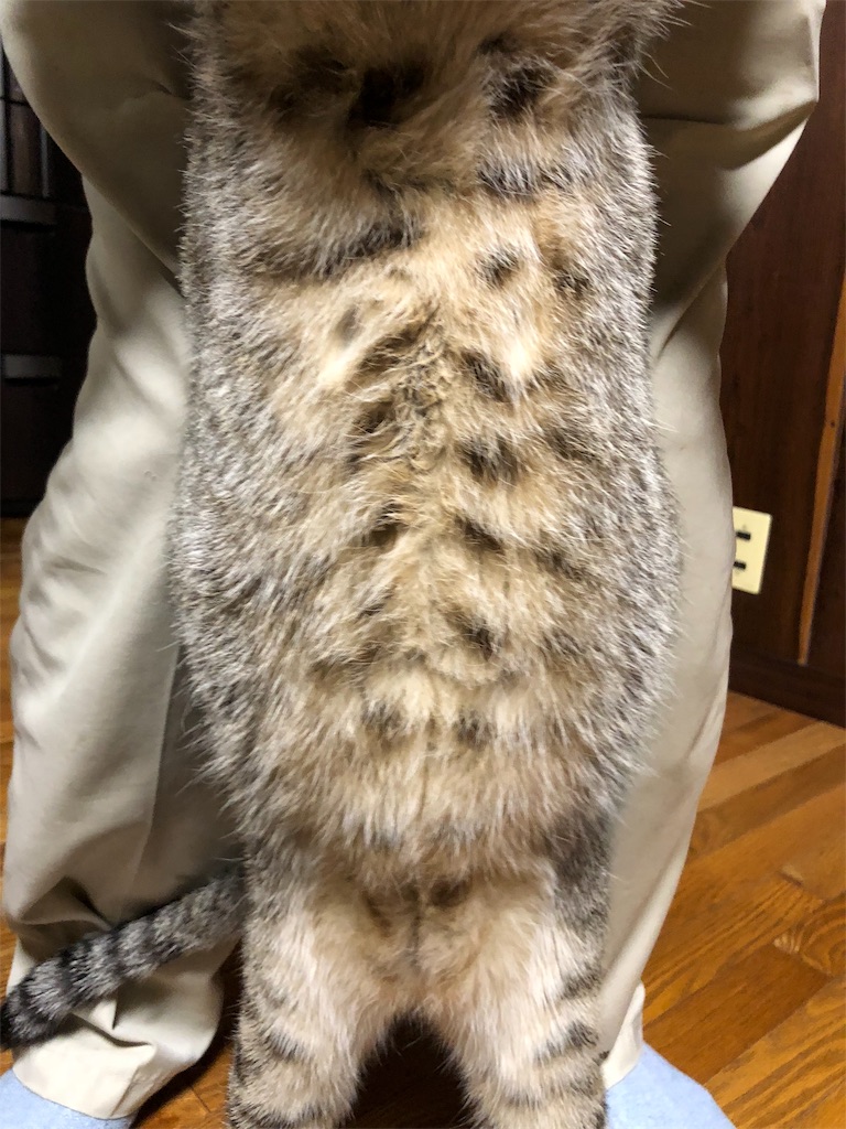 f:id:annesea:20181008223127j:image f:id:annesea:20181008223127j:image