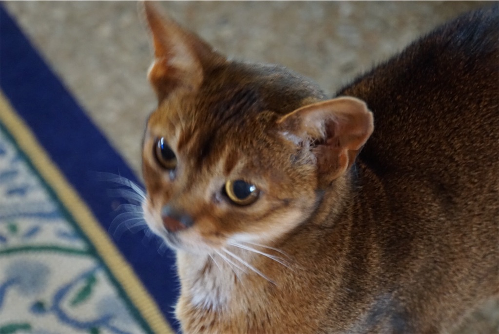 f:id:annesea:20181110222329j:image f:id:annesea:20181110222329j:image