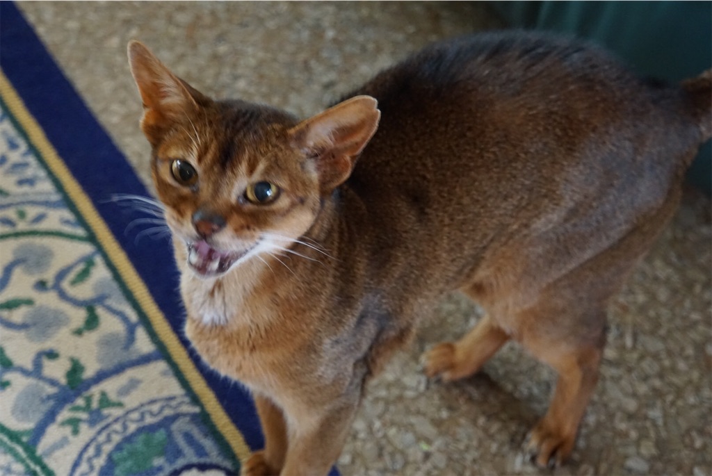 f:id:annesea:20181110222338j:image f:id:annesea:20181110222338j:image