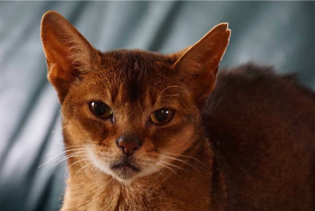 f:id:annesea:20181110222344j:image f:id:annesea:20181110222344j:image