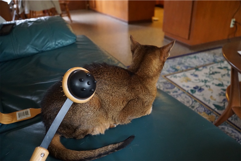 f:id:annesea:20181110222355j:image f:id:annesea:20181110222355j:image