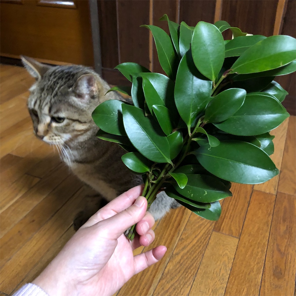 f:id:annesea:20181118220254j:image f:id:annesea:20181118220254j:image