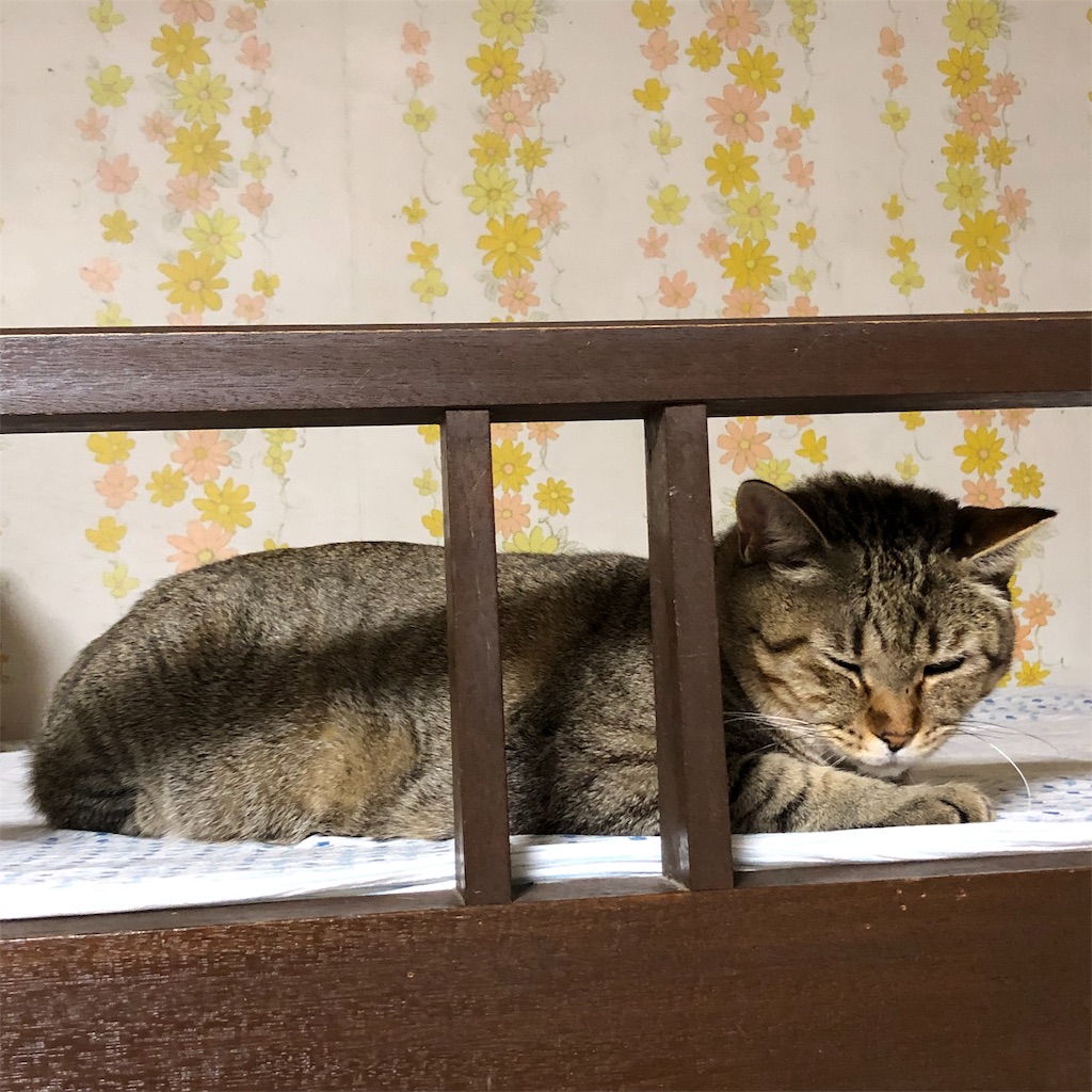 f:id:annesea:20181118220302j:image f:id:annesea:20181118220302j:image