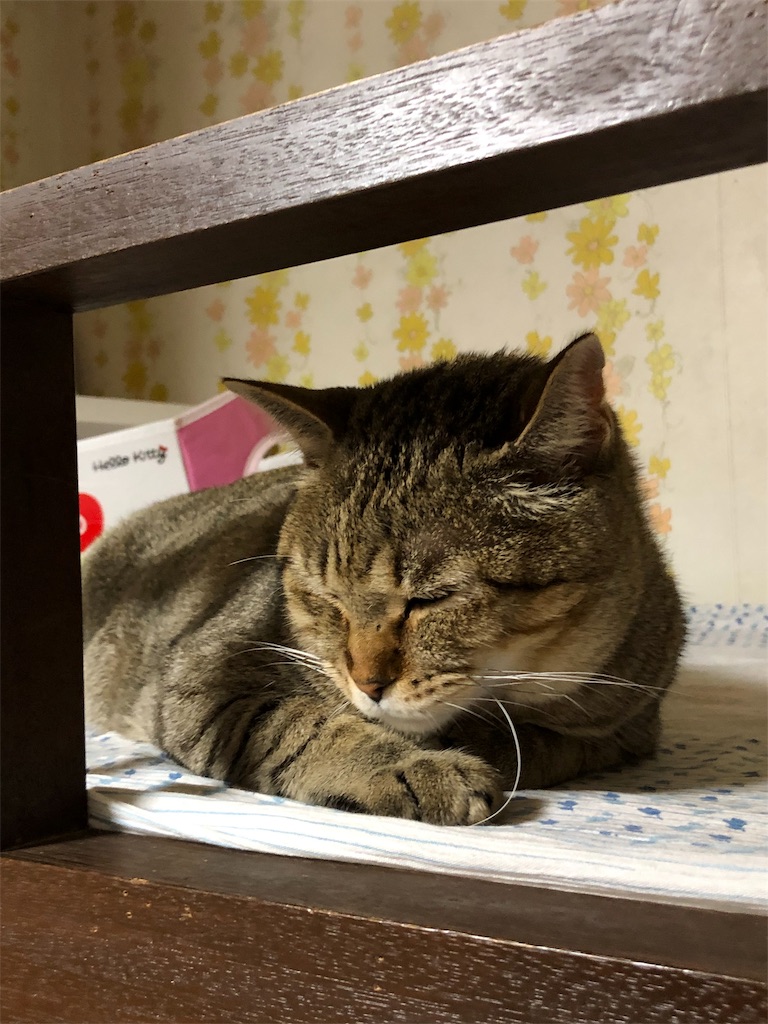 f:id:annesea:20181118220316j:image f:id:annesea:20181118220316j:image