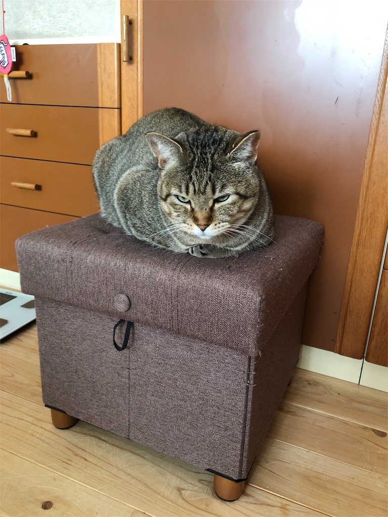 f:id:annesea:20181120233324j:image