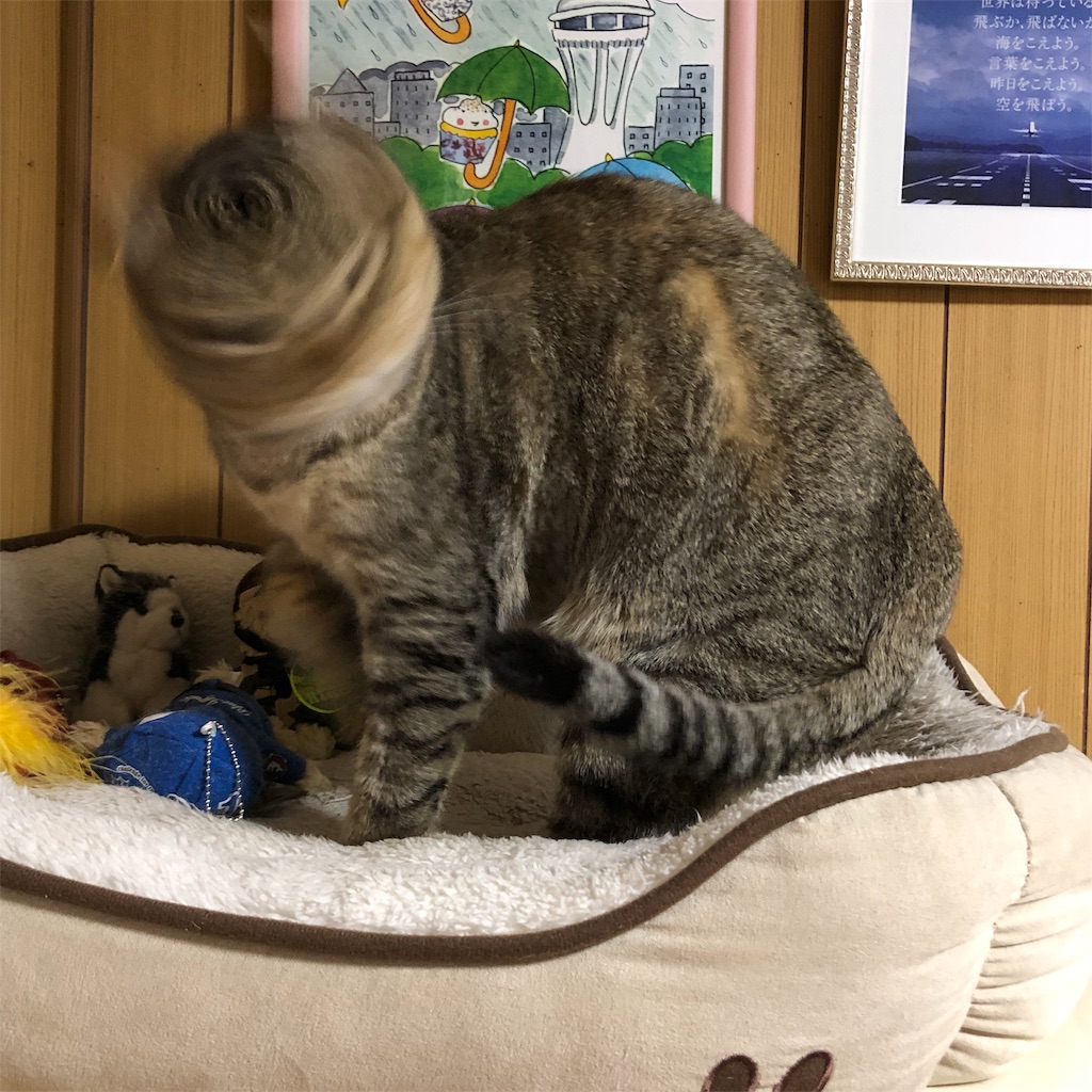 f:id:annesea:20181122225406j:image