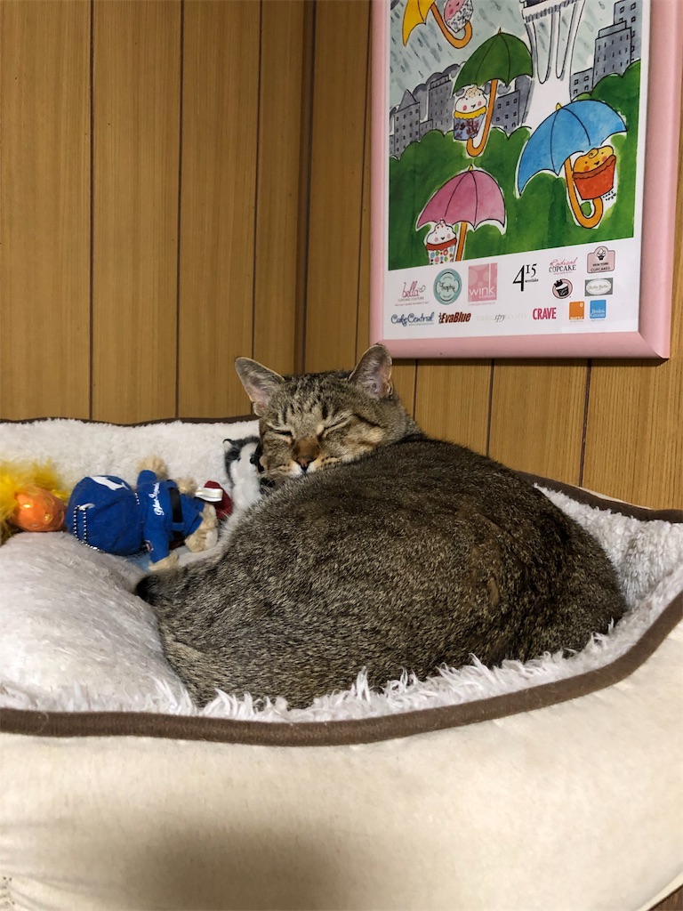 f:id:annesea:20181125000158j:image