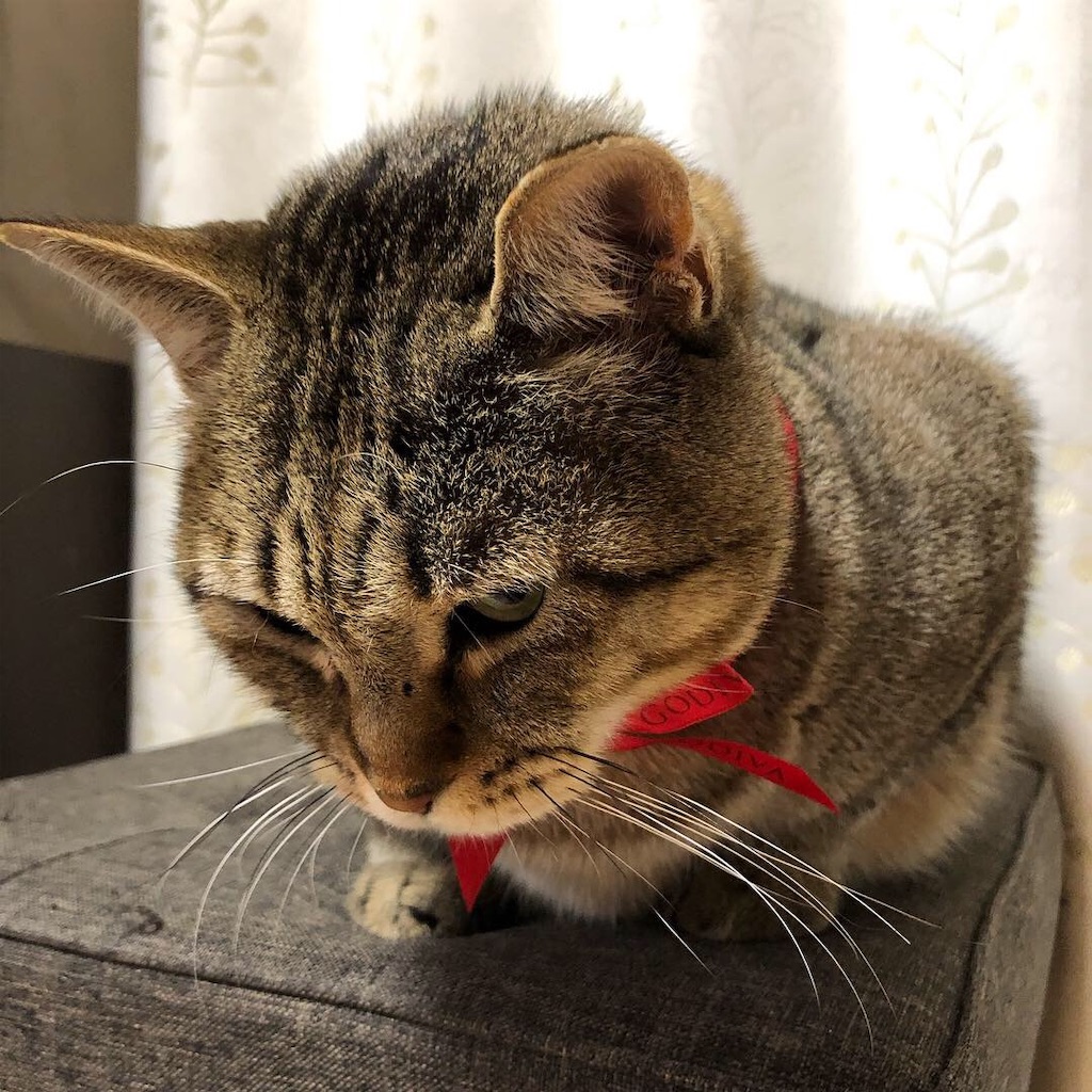 f:id:annesea:20181220153813j:image