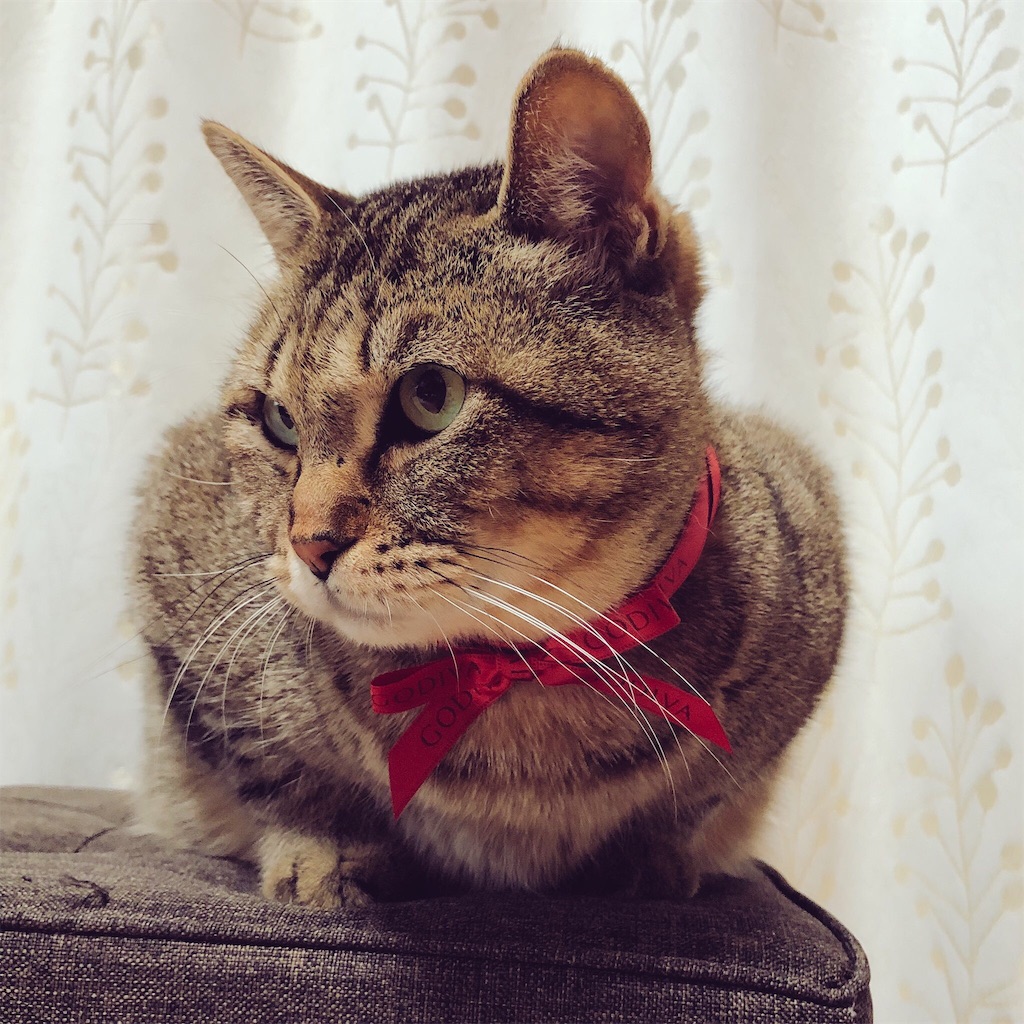 f:id:annesea:20181220153856j:image