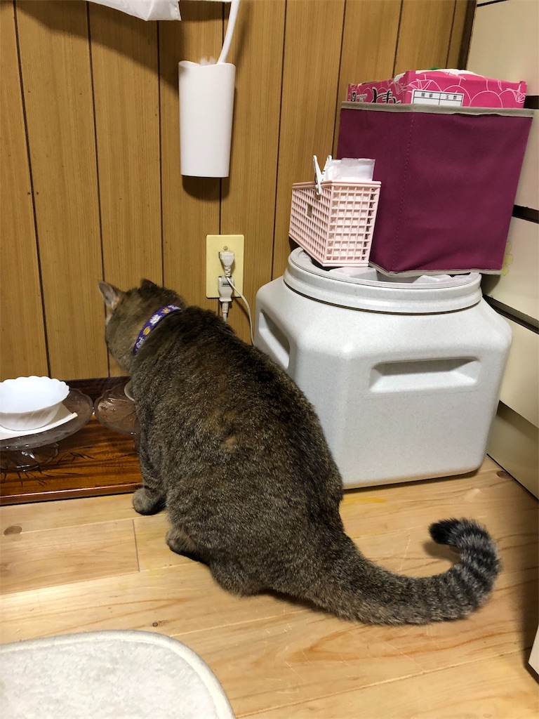 f:id:annesea:20181231224045j:image
