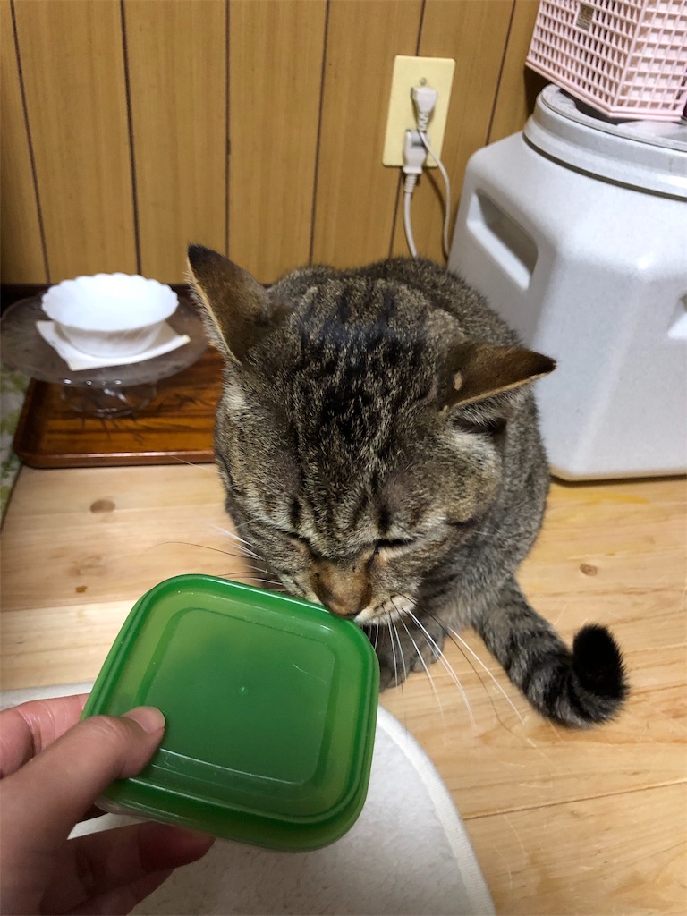 f:id:annesea:20181231234210j:image