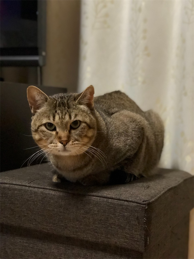 f:id:annesea:20190101231102j:image