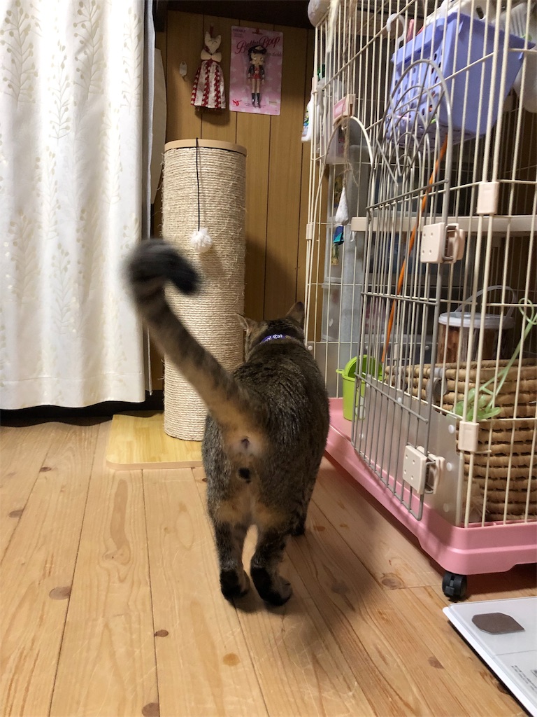 f:id:annesea:20190101231219j:image