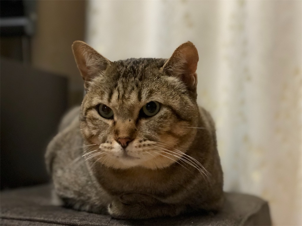 f:id:annesea:20190101231225j:image