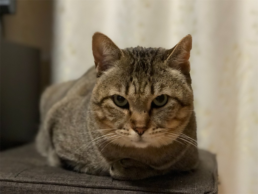 f:id:annesea:20190101231247j:image