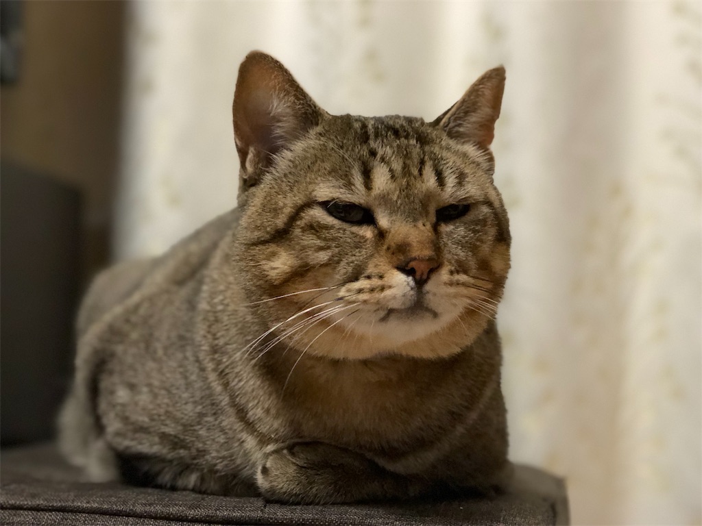f:id:annesea:20190101231255j:image