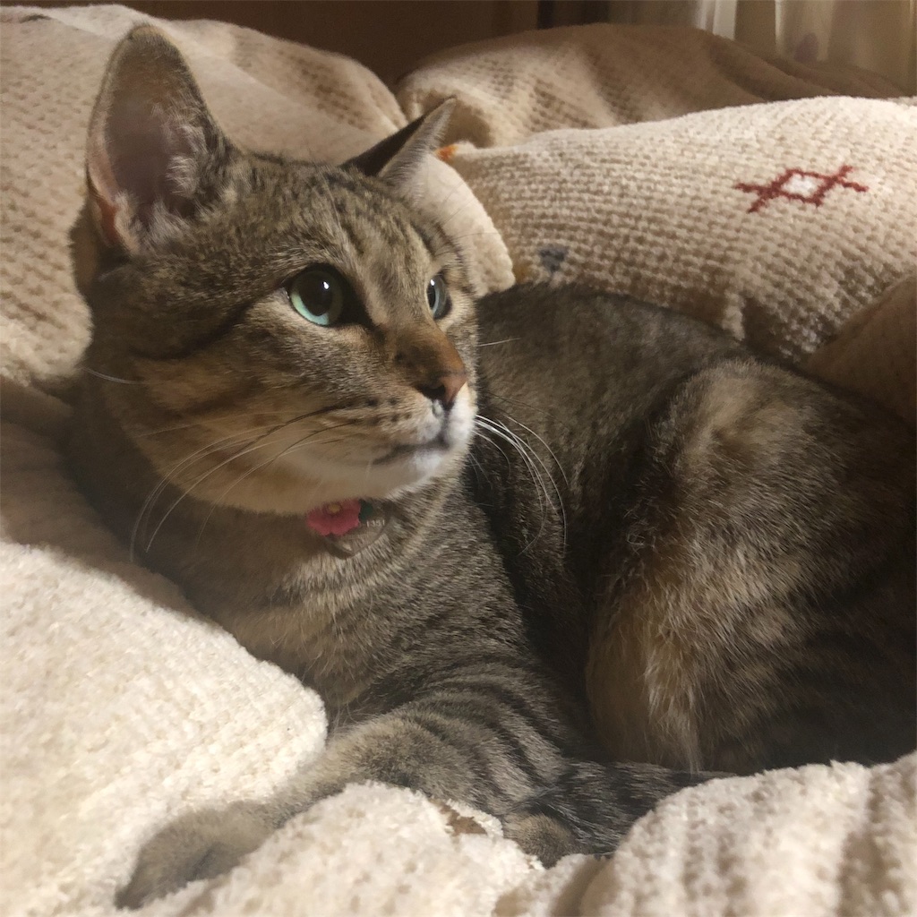 f:id:annesea:20190103000827j:image