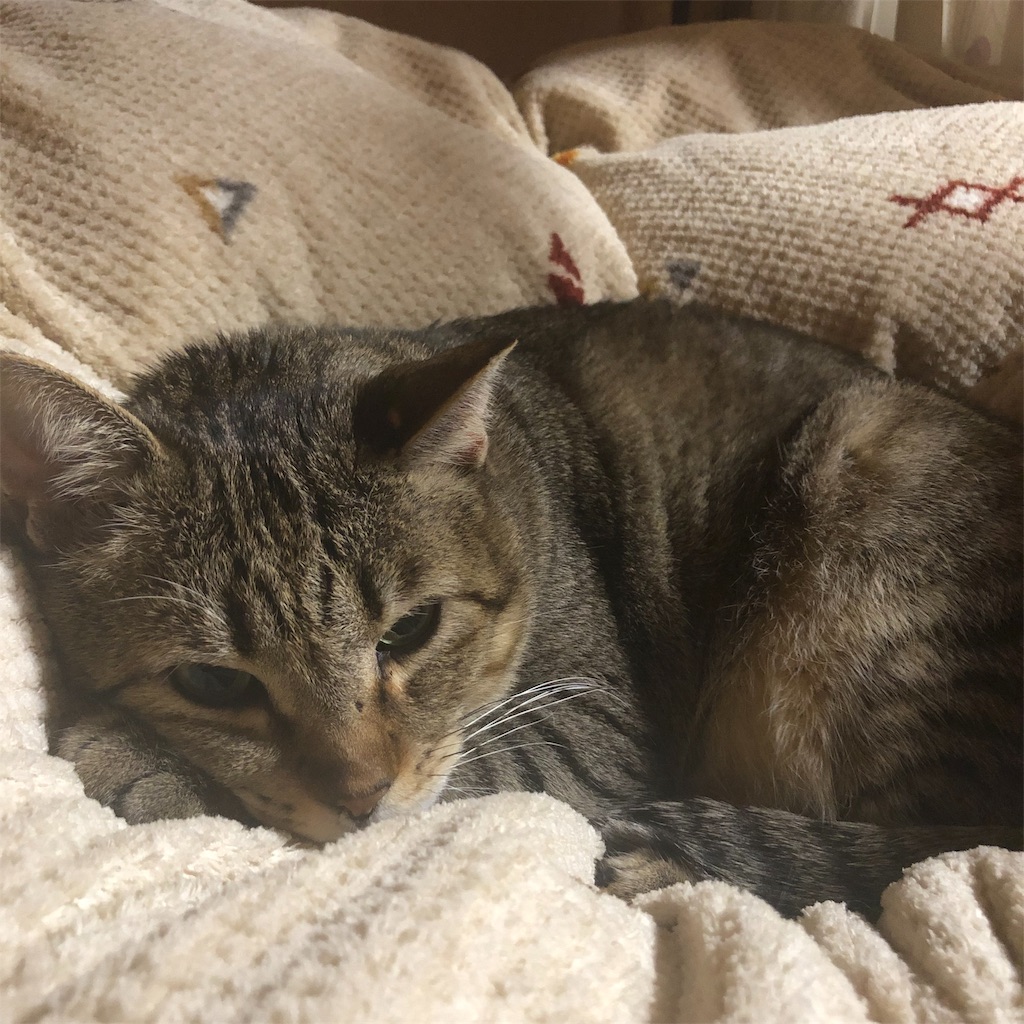f:id:annesea:20190103000845j:image