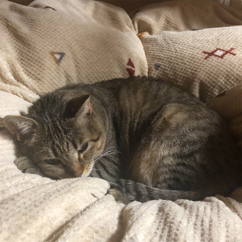 f:id:annesea:20190103000852j:image