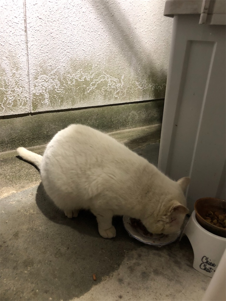 f:id:annesea:20190103215845j:image