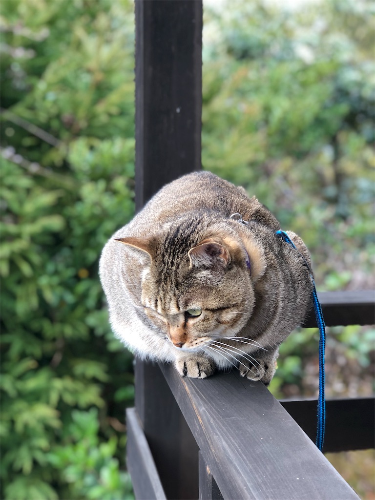 f:id:annesea:20190105121259j:image