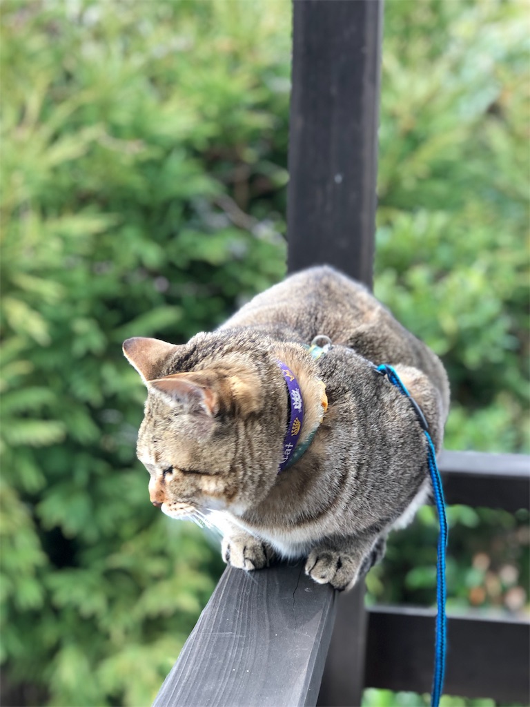 f:id:annesea:20190105121321j:image