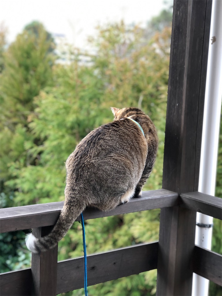 f:id:annesea:20190105121327j:image