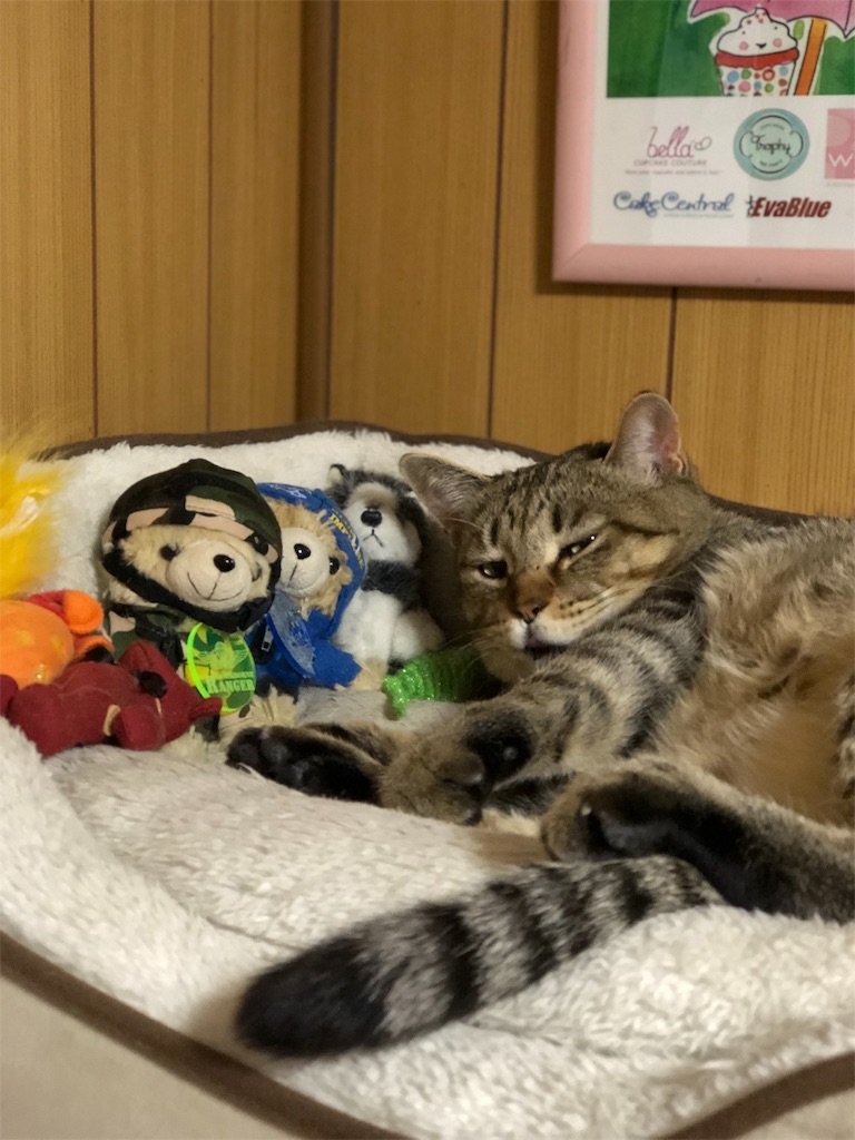 f:id:annesea:20190107213712j:image