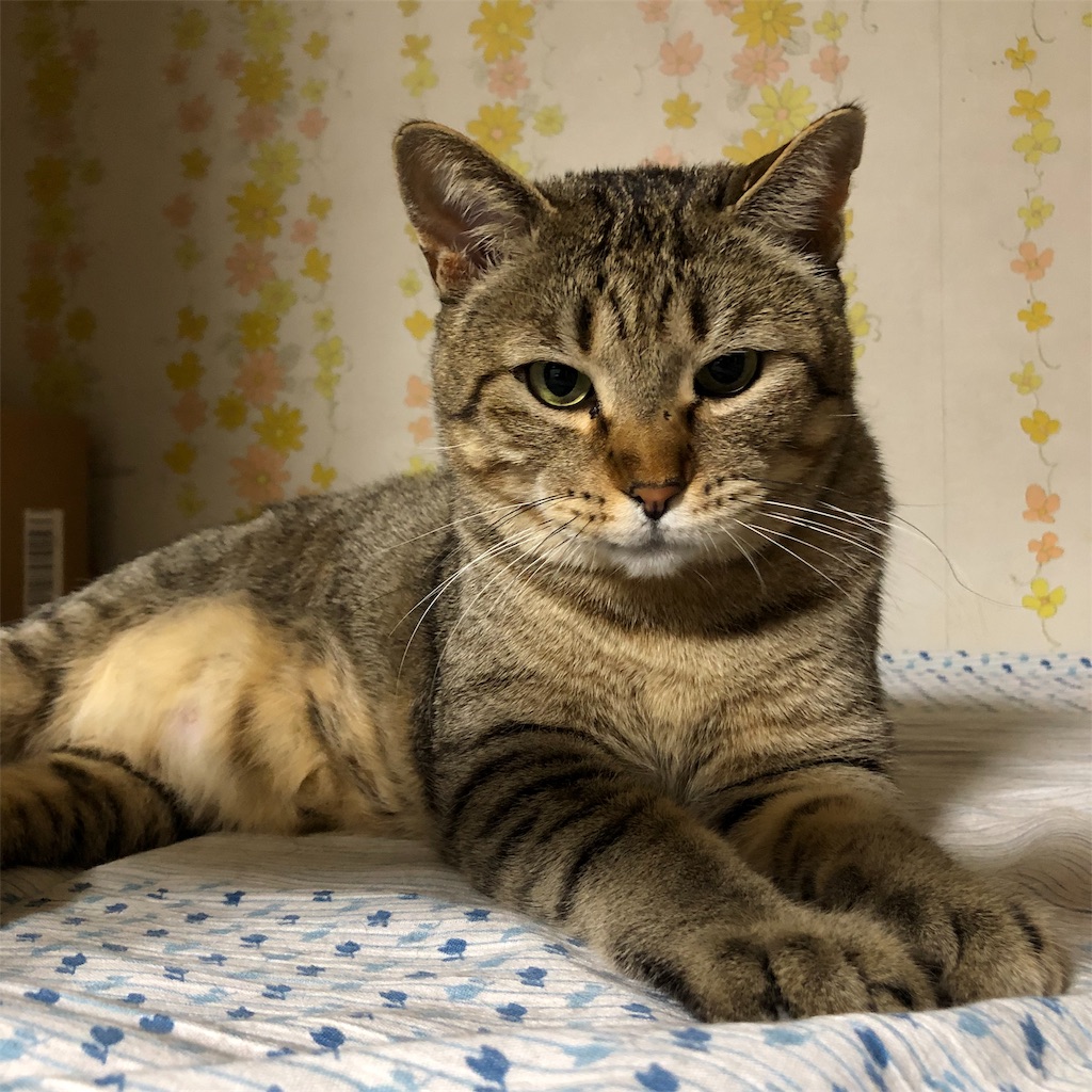 f:id:annesea:20190107213727j:image