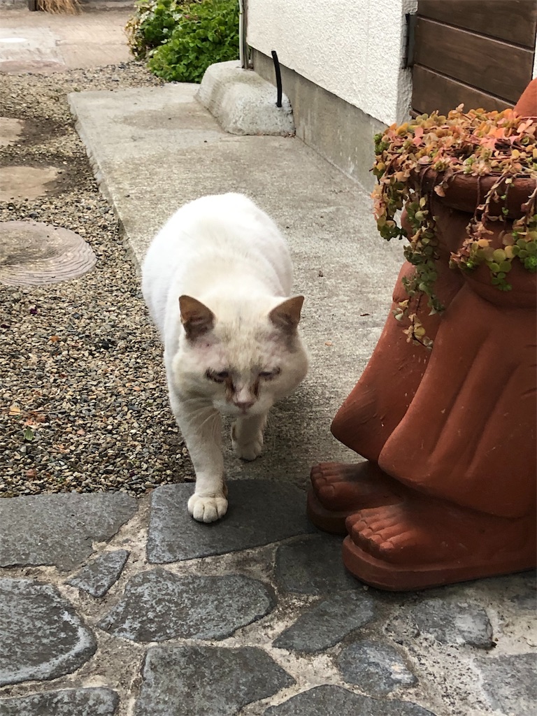 f:id:annesea:20190109224553j:image