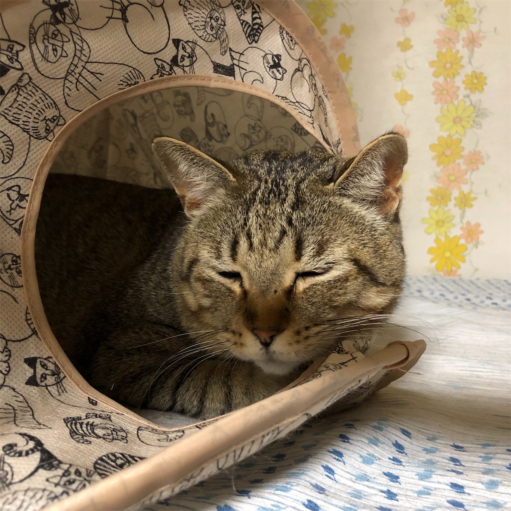 f:id:annesea:20190112005610j:image f:id:annesea:20190112005610j:image