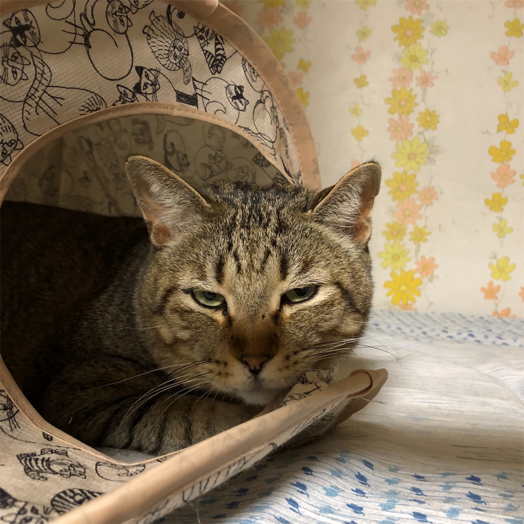 f:id:annesea:20190112005625j:image f:id:annesea:20190112005625j:image