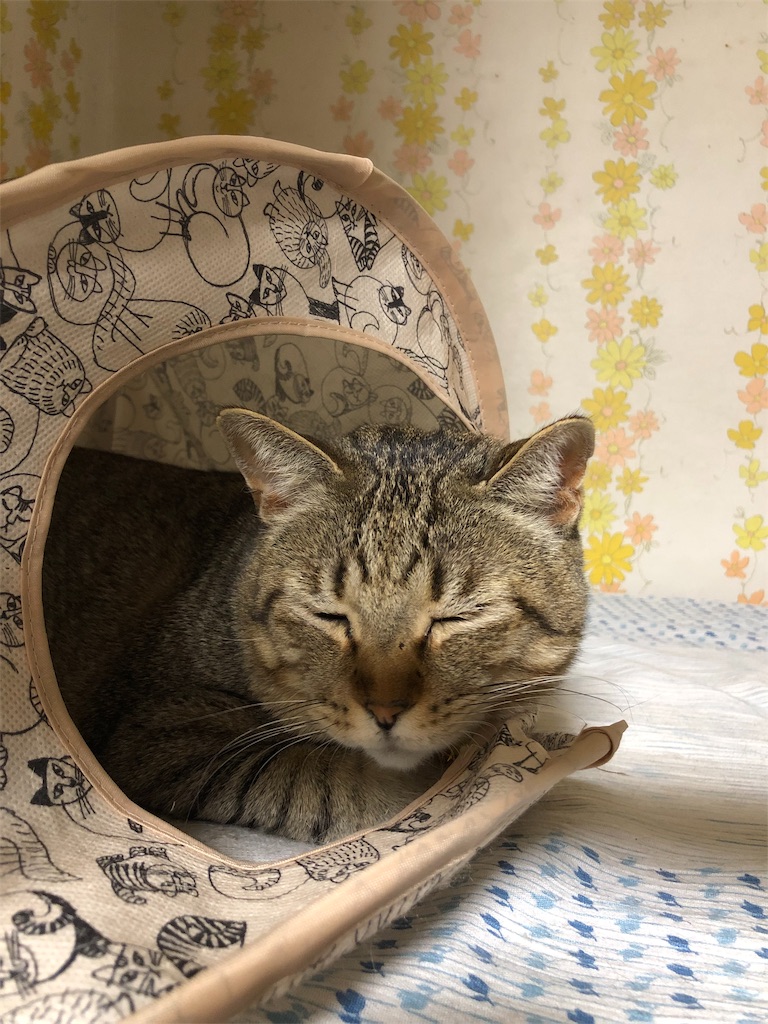 f:id:annesea:20190112005633j:image f:id:annesea:20190112005633j:image