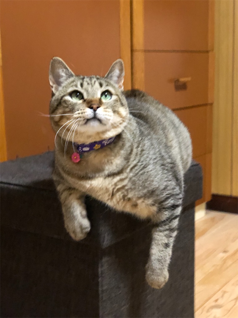 f:id:annesea:20190113230150j:image
