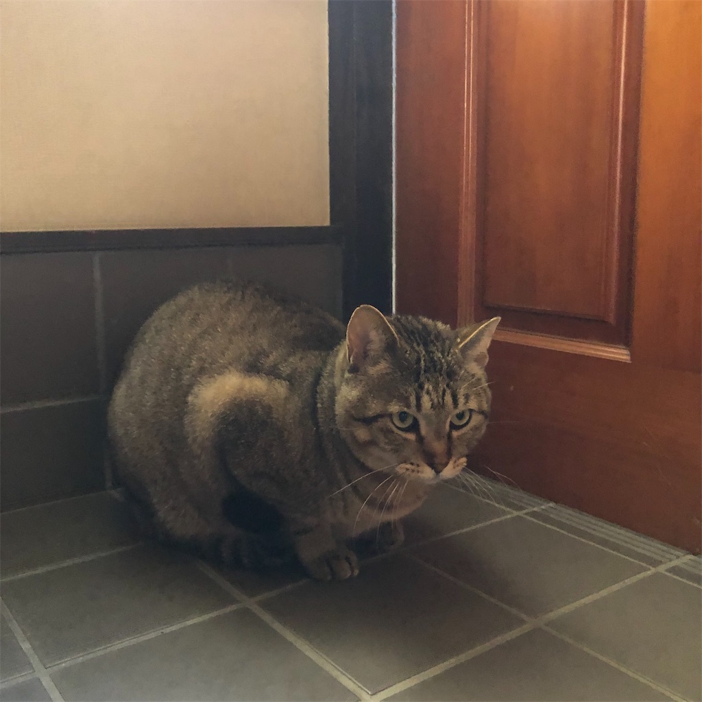 f:id:annesea:20190118141759j:image
