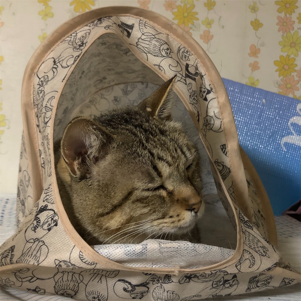 f:id:annesea:20190121203443j:image