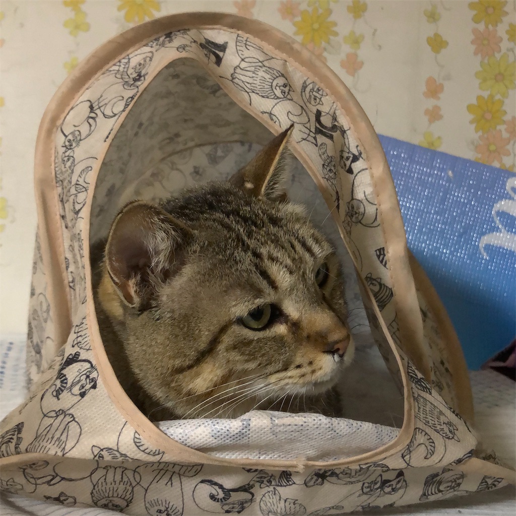 f:id:annesea:20190121203504j:image