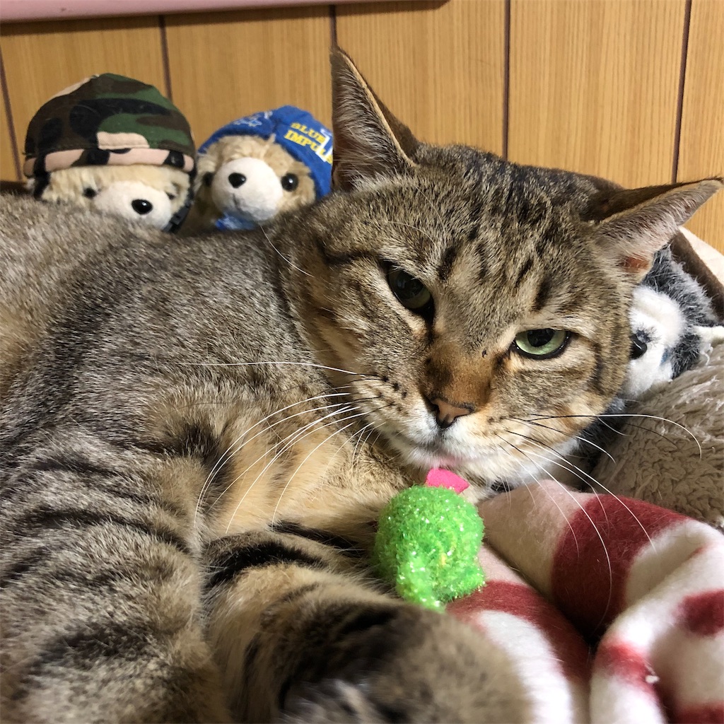 f:id:annesea:20190124230239j:image