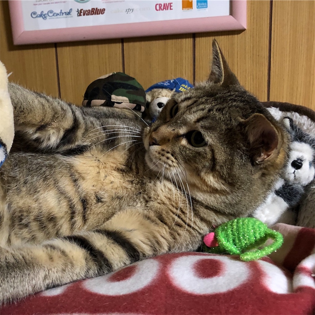 f:id:annesea:20190124230246j:image