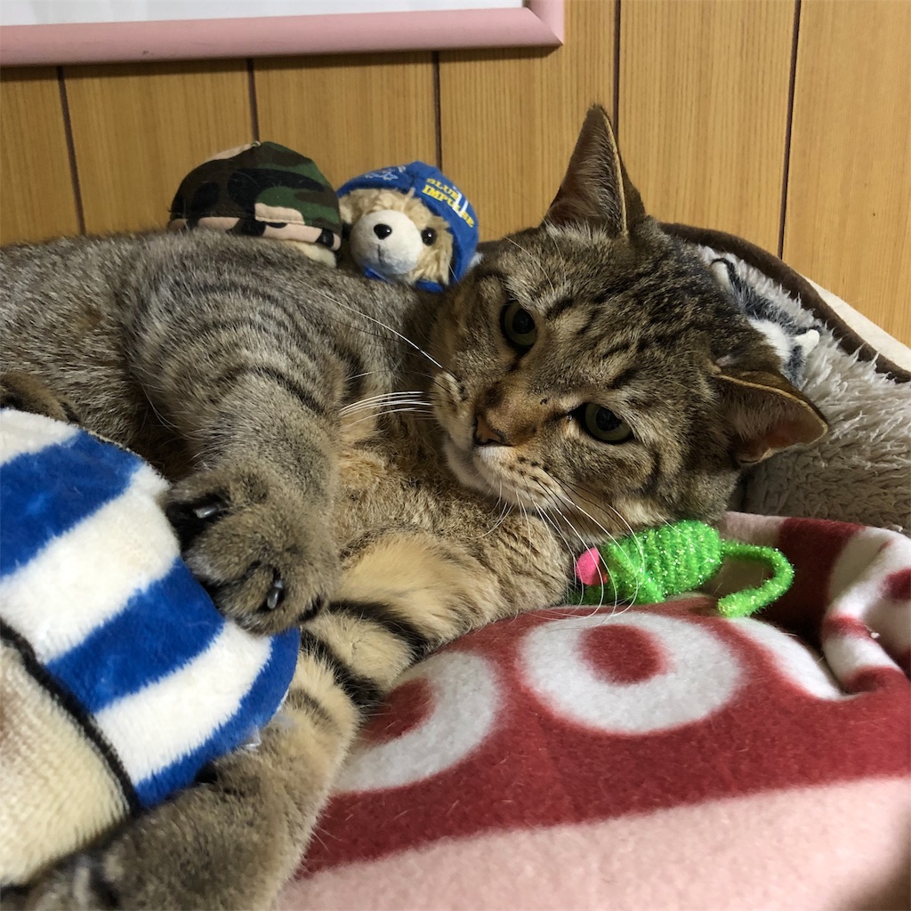 f:id:annesea:20190124230256j:image