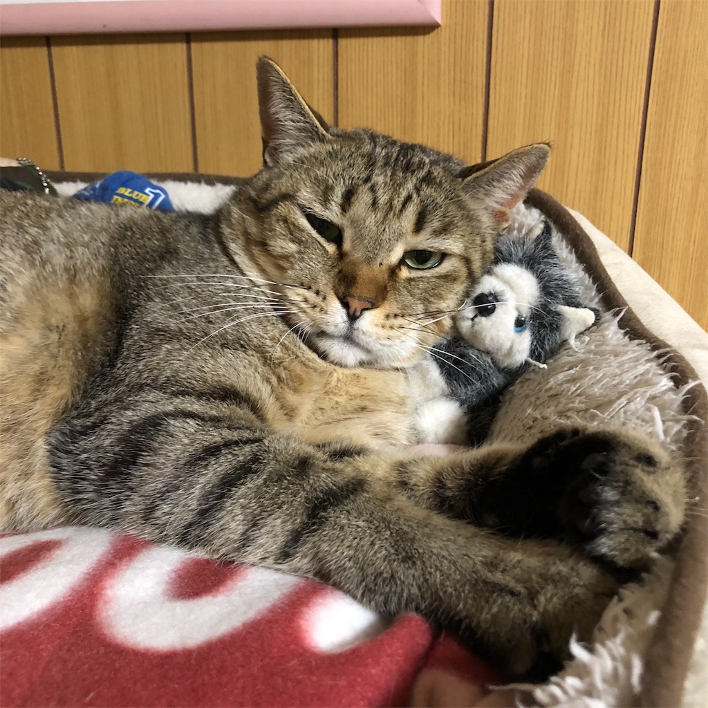 f:id:annesea:20190124230305j:image
