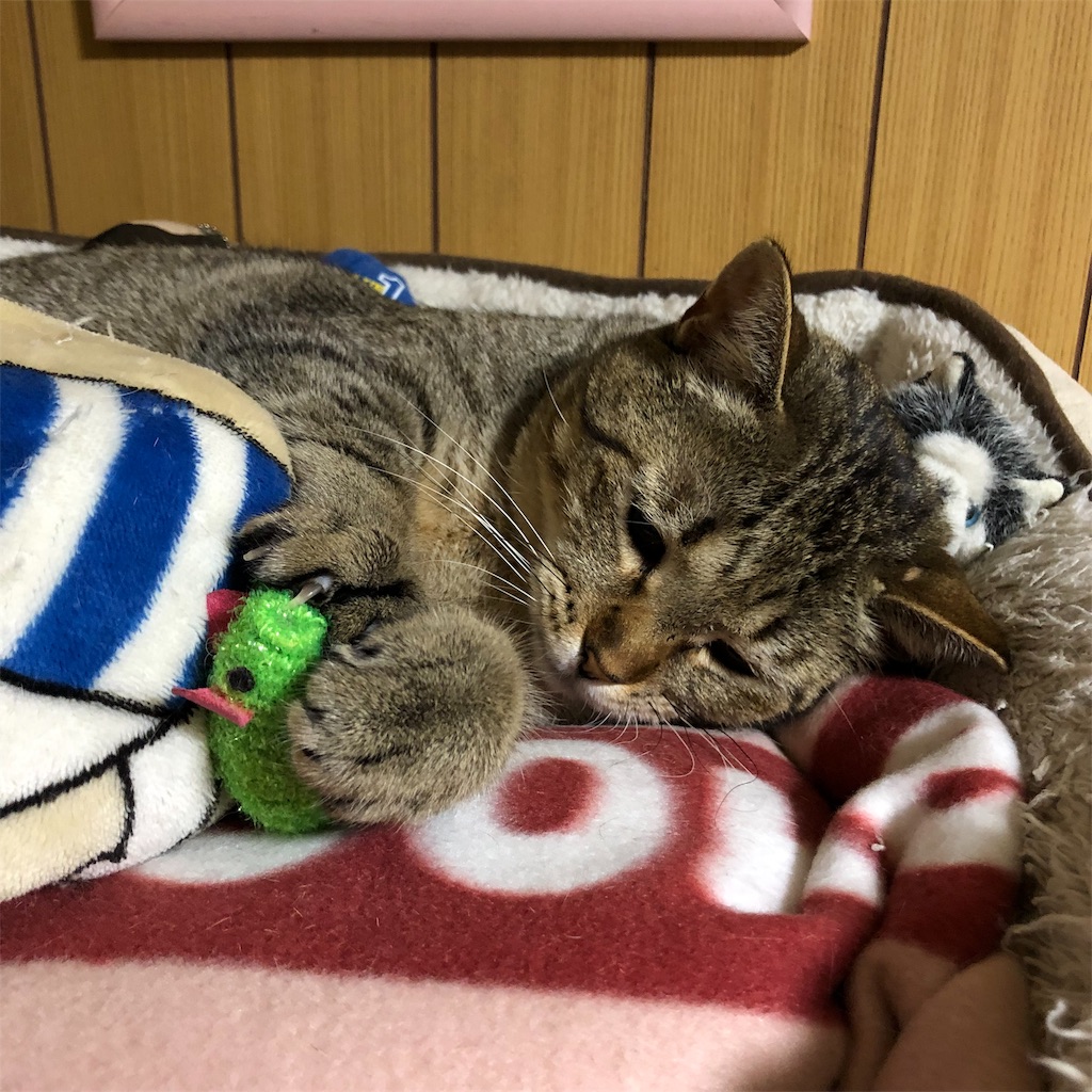 f:id:annesea:20190124230322j:image